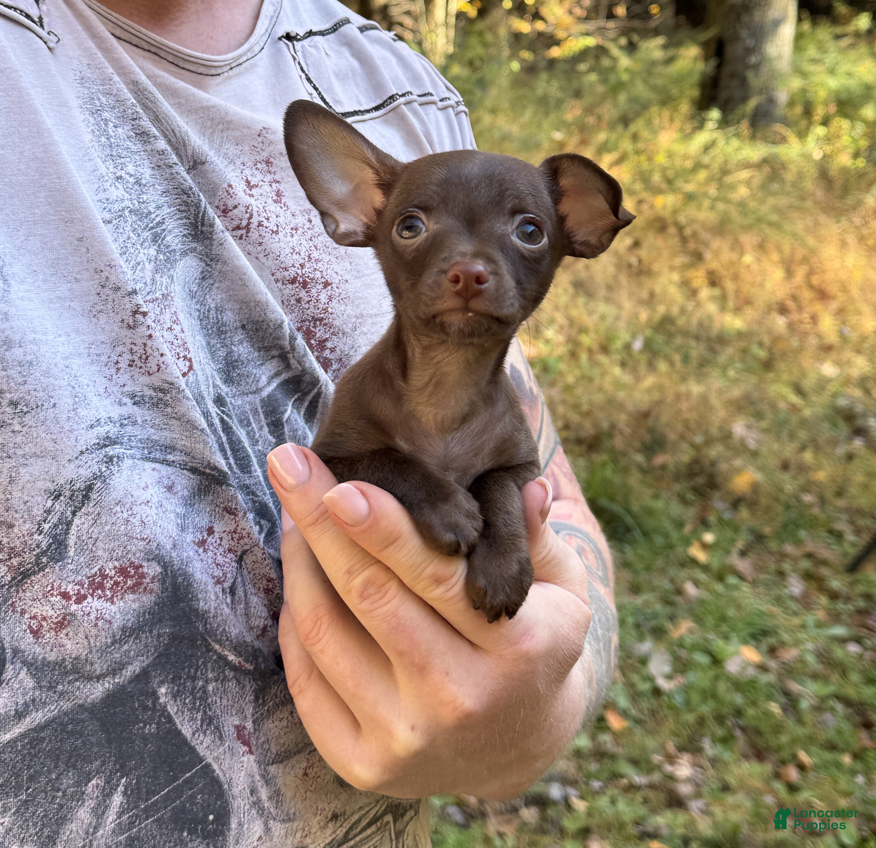 Little Xoloitzcuintli Puppies for sale Lancaster Puppies - Main Image