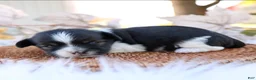 Mixed Breed dogs for sale: Lenny Shiweenie - Ad 3