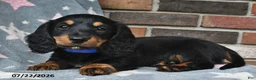 Miniature Dachshund dogs for sale: Fireworks - Ad 3