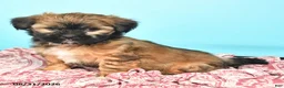 Shorkie dogs for sale: Tucker - Ad 2