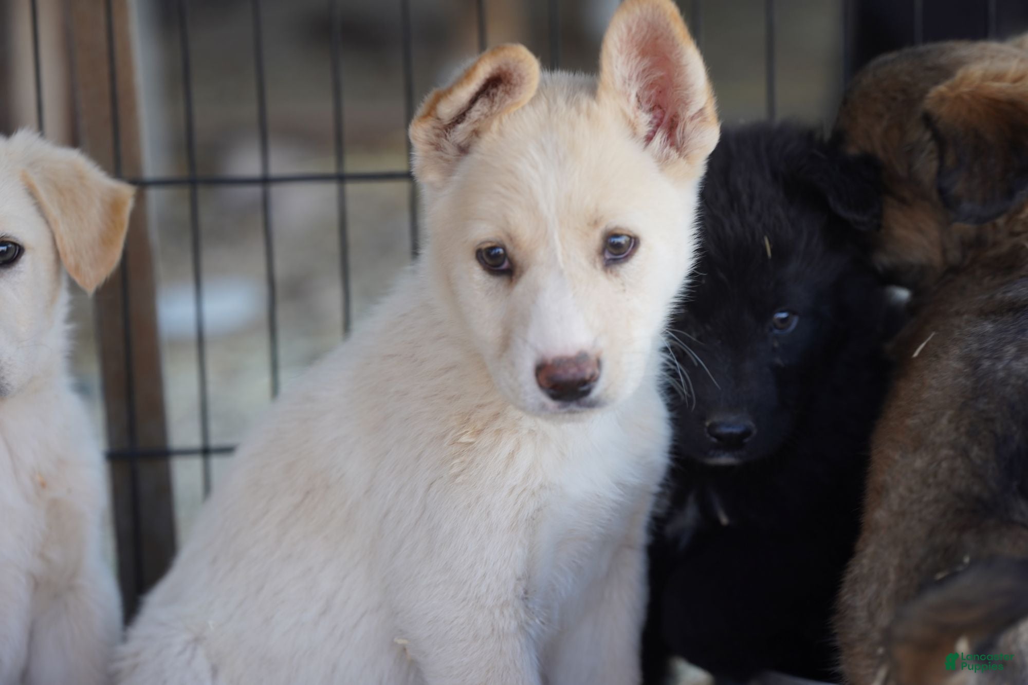 Mixed Breed dogs Toes M Cream - Ad 38