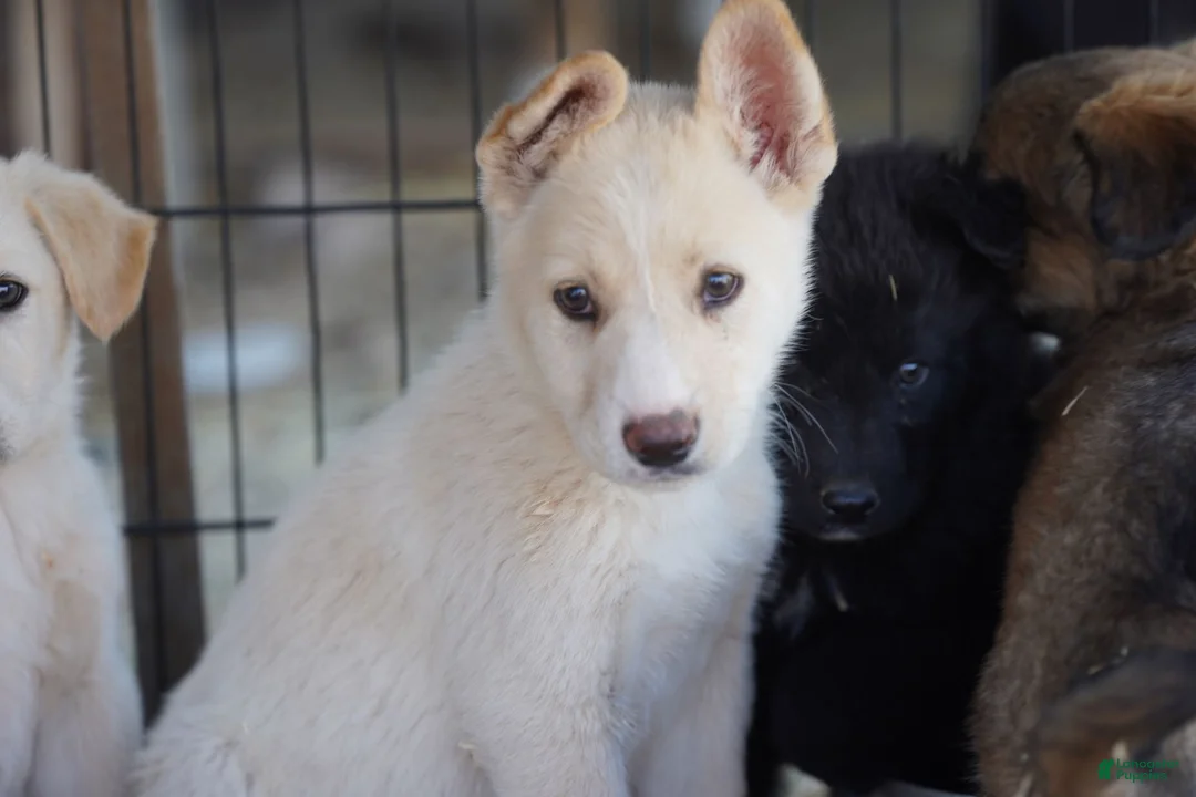 Mixed Breed dogs for sale: Toes M Cream - Ad 1