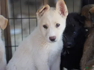 Mixed Breed dogs Toes M Cream - Ad 38