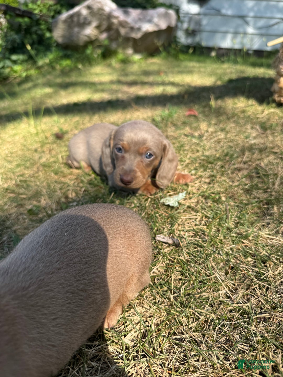 Miniature Dachshund dogs for sale: Belle - Ad 3