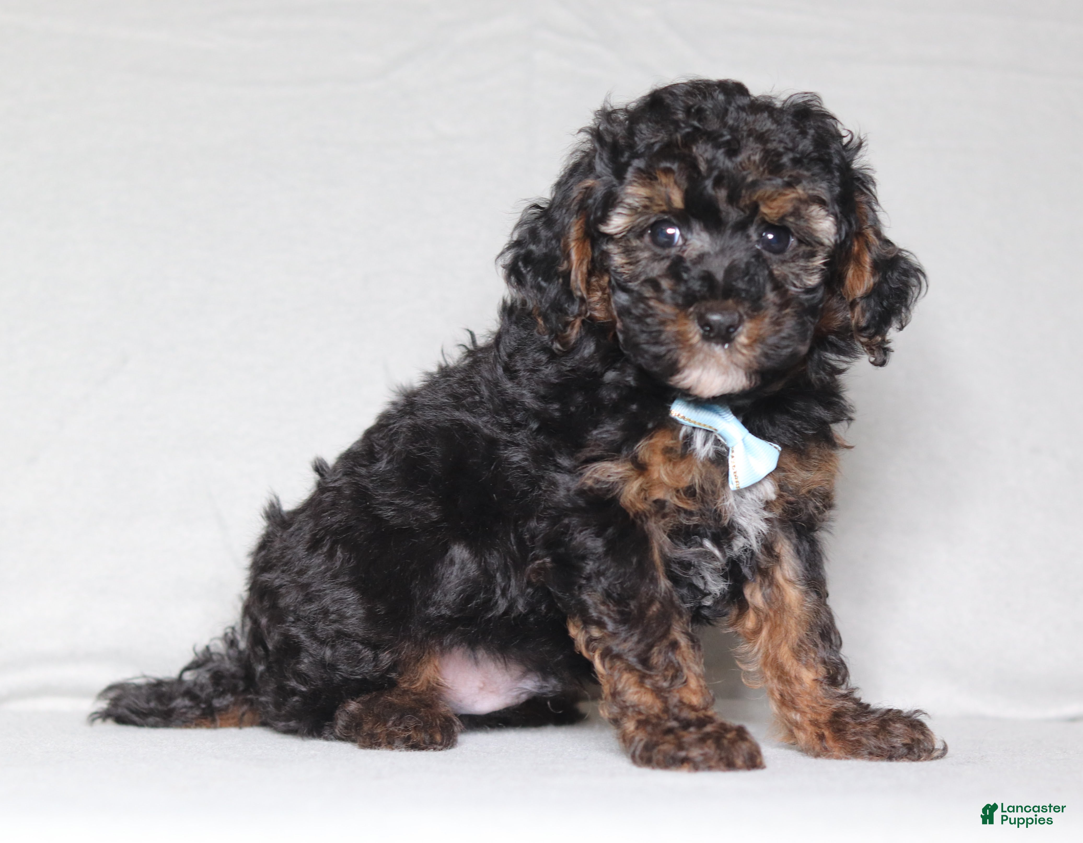Mixed Breed dogs Ranger - Ad 2