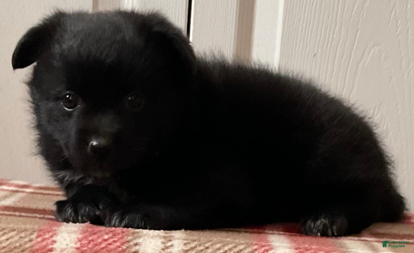 Mixed Breed dogs Durmax - Ad 2