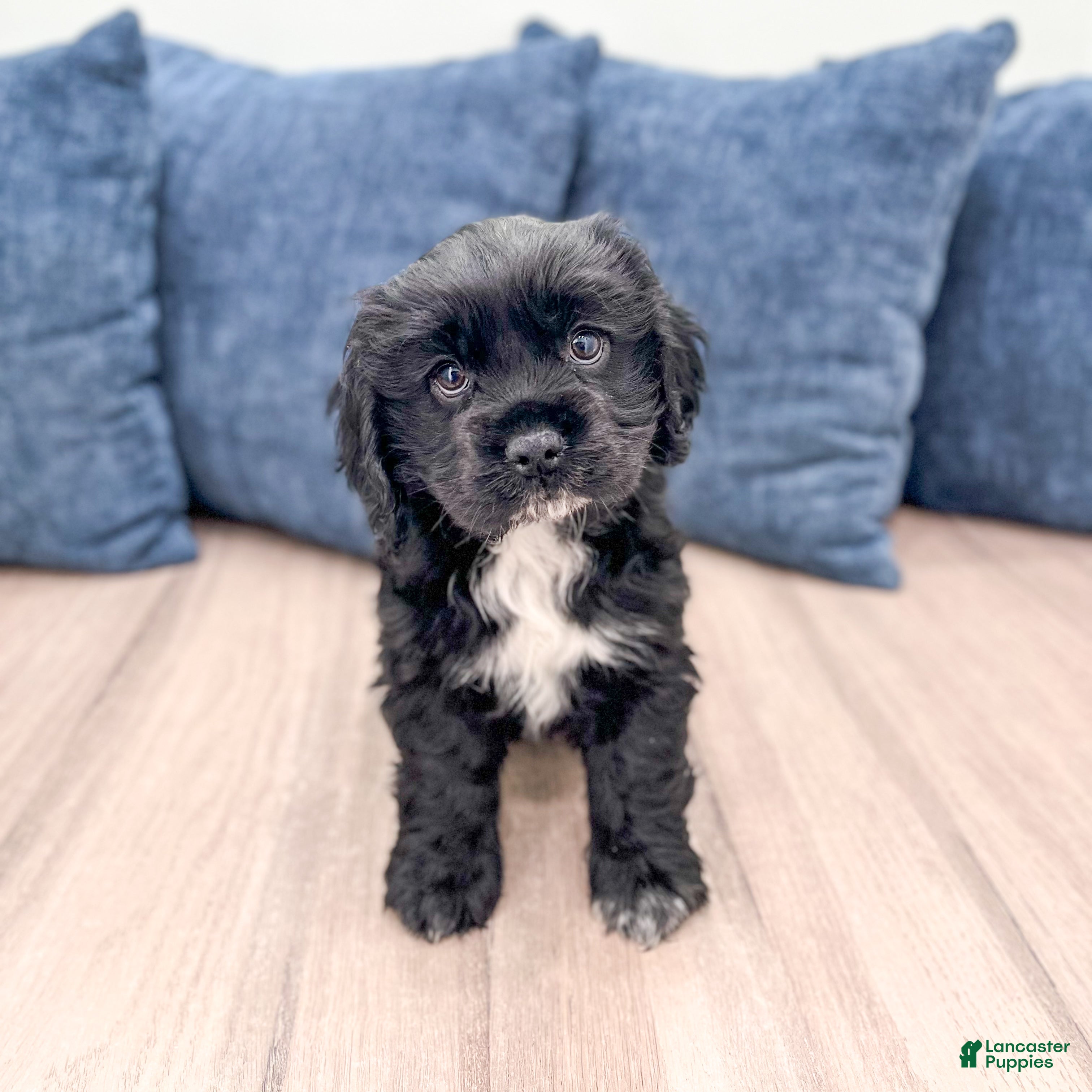 Cocker Spaniel dogs Mara - Ad 1