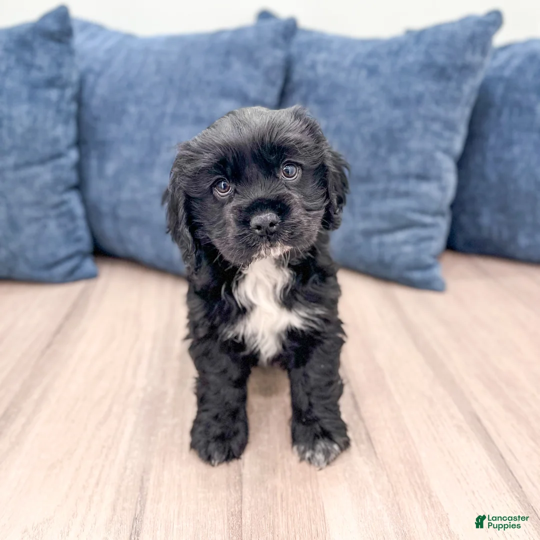 Cocker Spaniel dogs for sale: Mara - Ad 1