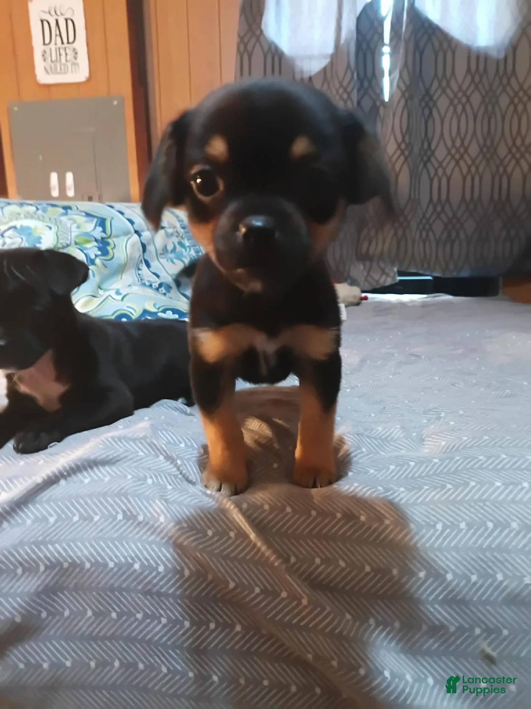 Mixed Breed dogs for sale: Mixed Breed Puppy 2 - Ad 2