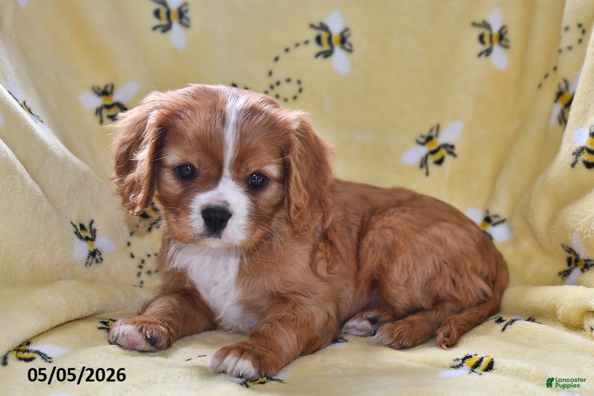 Cavalier King Charles Spaniel dogs Justice - Ad 2