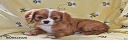 Cavalier King Charles Spaniel dogs for sale: Justice - Ad 2