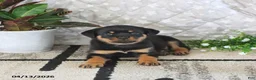 Rottweiler dogs for sale: Axel - Ad 1