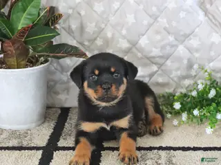 Rottweiler dogs for sale: Axel - Ad 2