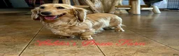 Miniature Dachshund dogs for sale: Grumpy - Ad 10