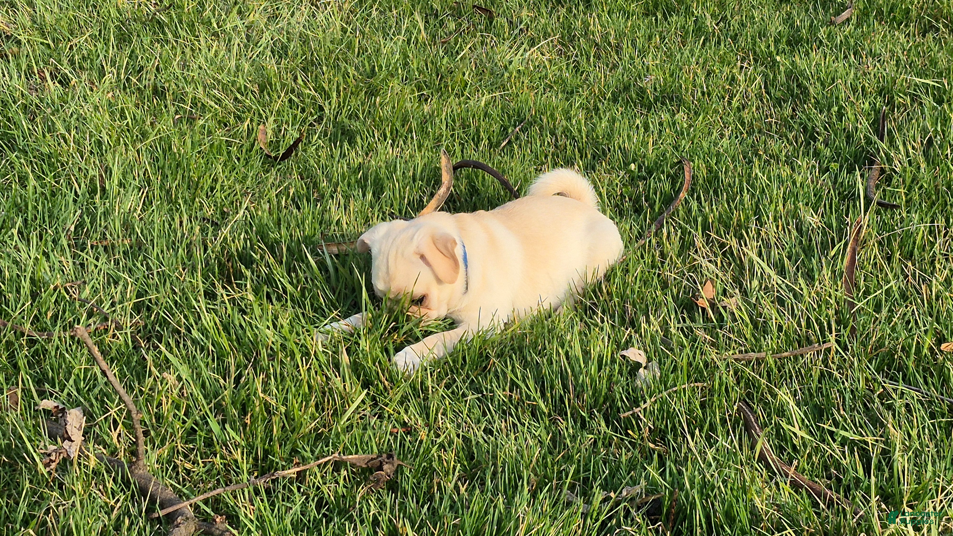 Pug dogs Blake - Ad 1