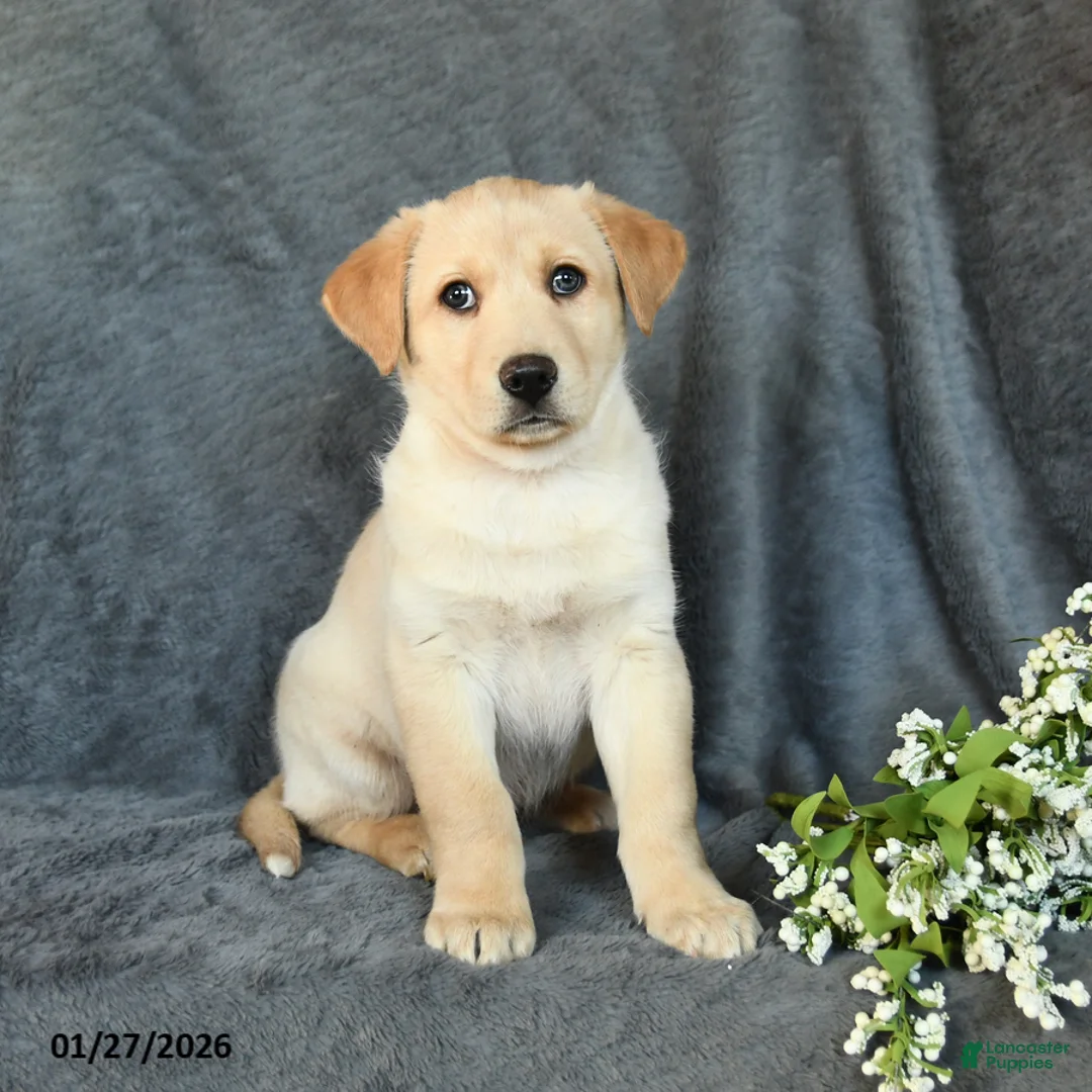 Mixed Breed dogs for sale: Frisky - Ad 1
