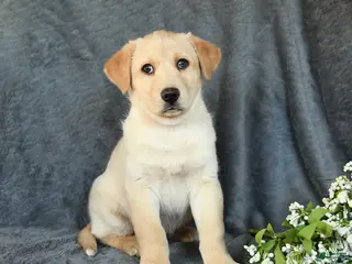 Mixed Breed dogs Frisky - Ad 34