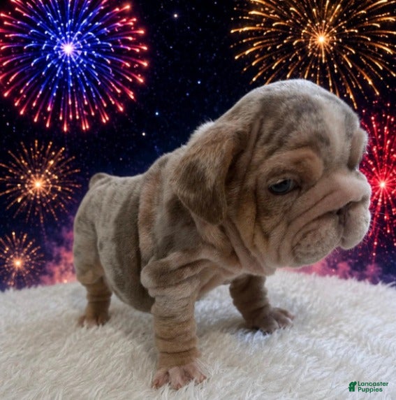 English Bulldog dogs Marble_Male - Ad 1
