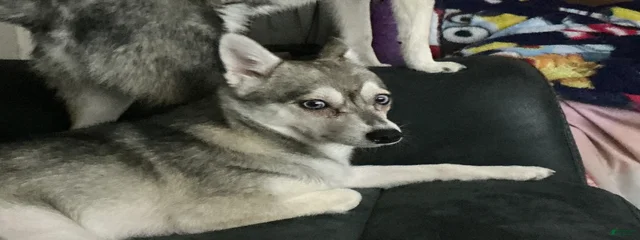 SkyeAngel 