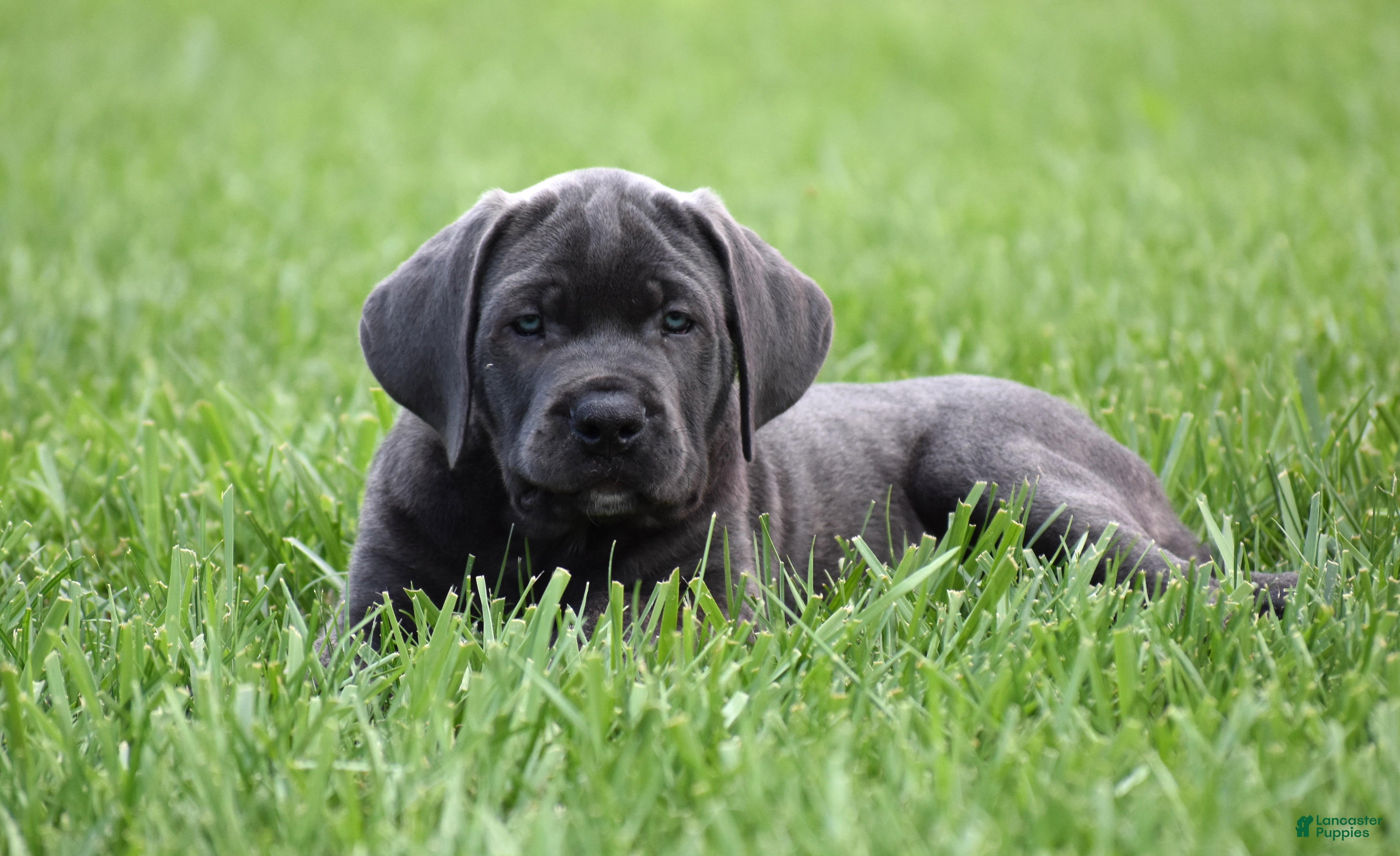 Cane Corso dogs Apollo - Ad 1