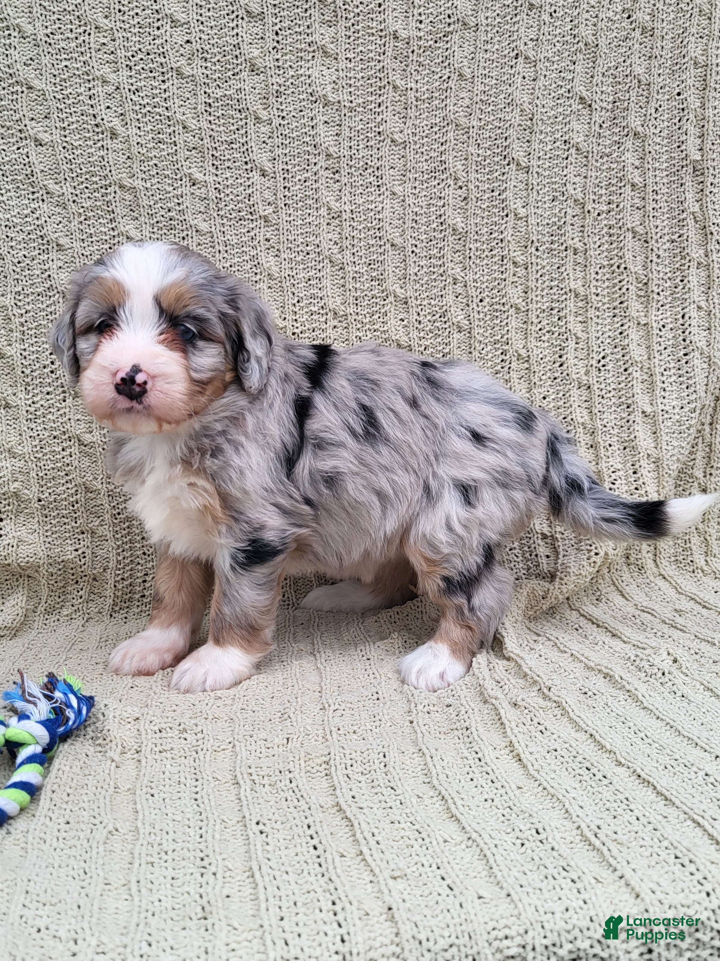 Mini Bernedoodle dogs Susie - Ad 21