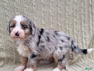 Mini Bernedoodle dogs Susie - Ad 26