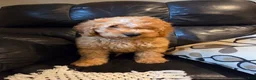 Mini Goldendoodle dogs for sale: BLAZE - Mini Goldendoodle Fluffy Puppy - Ad 26