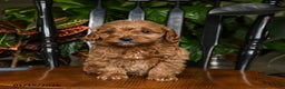 Cavapoo dogs for sale: Buzz - Ad 4