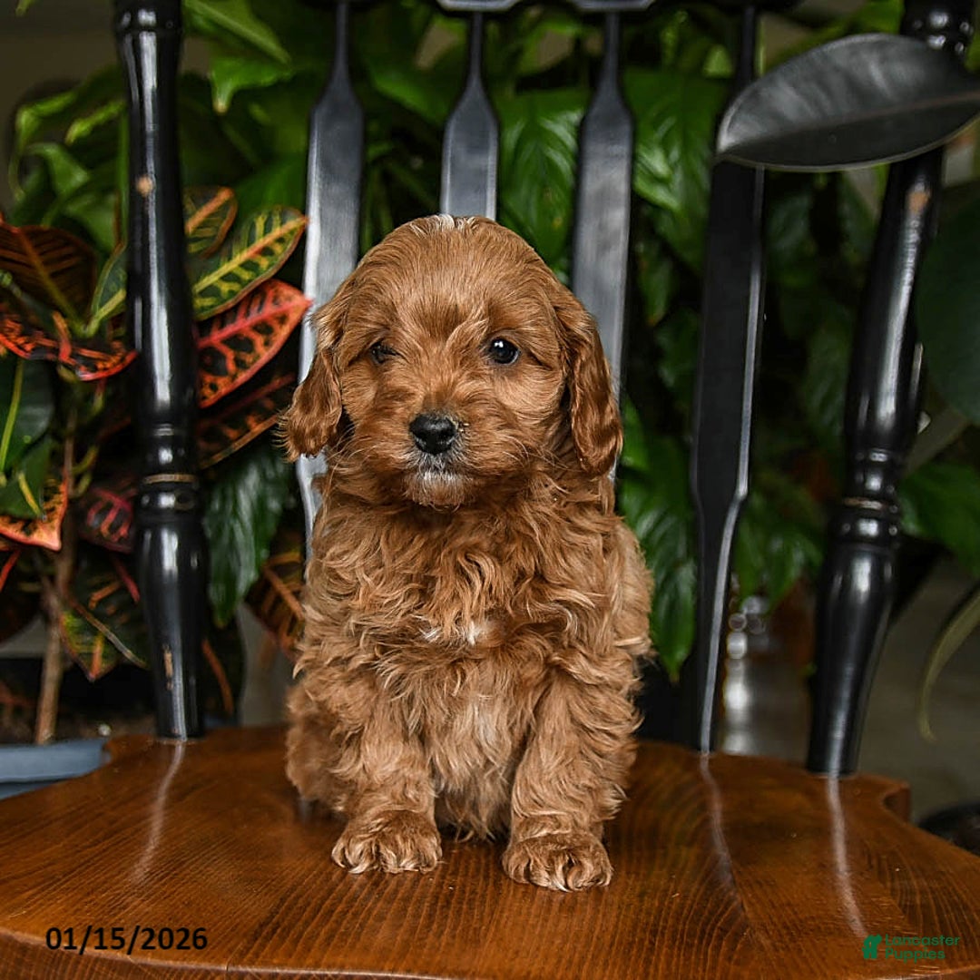 Cavapoo dogs for sale: Buzz - Ad 4