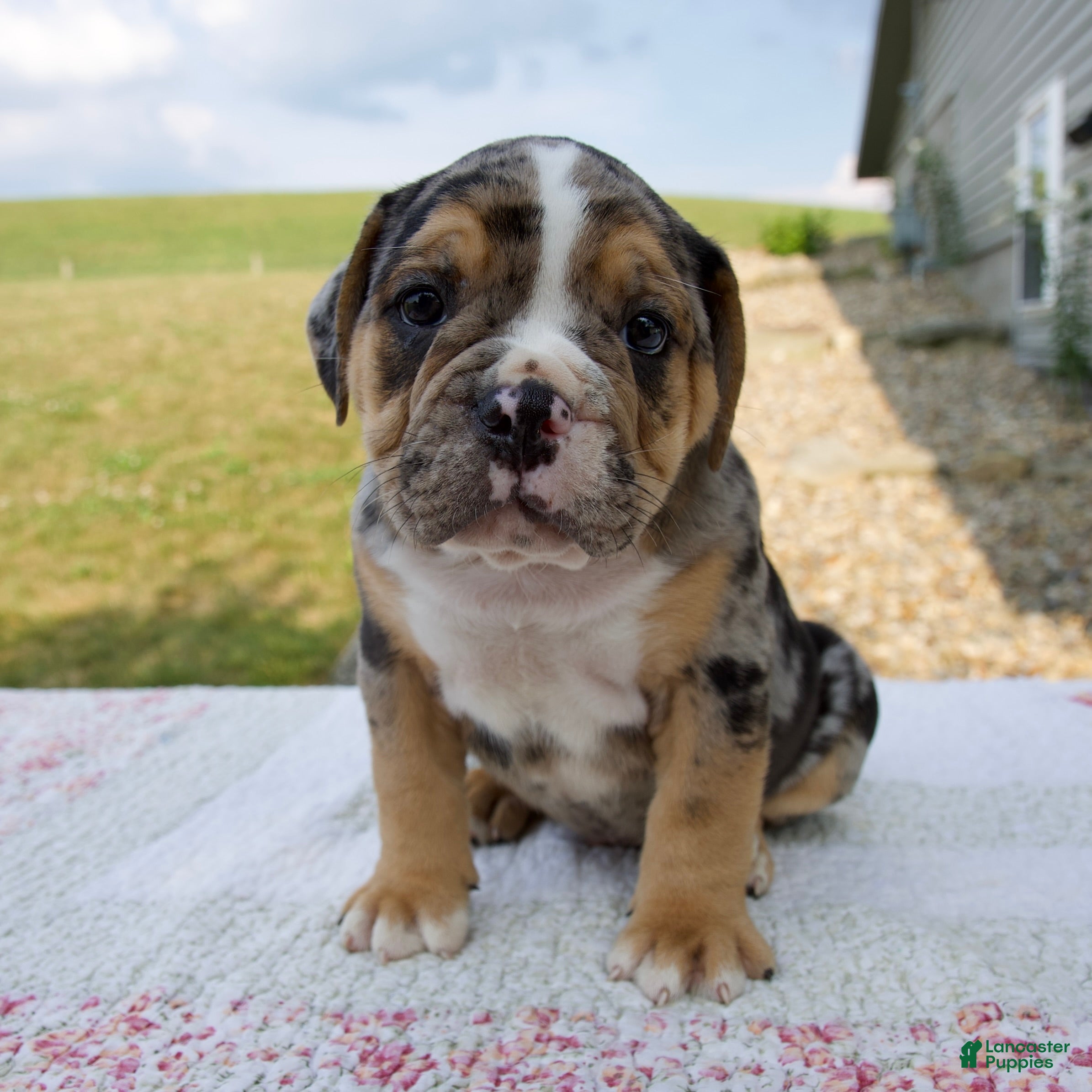 Beabull dogs Henry - Ad 1
