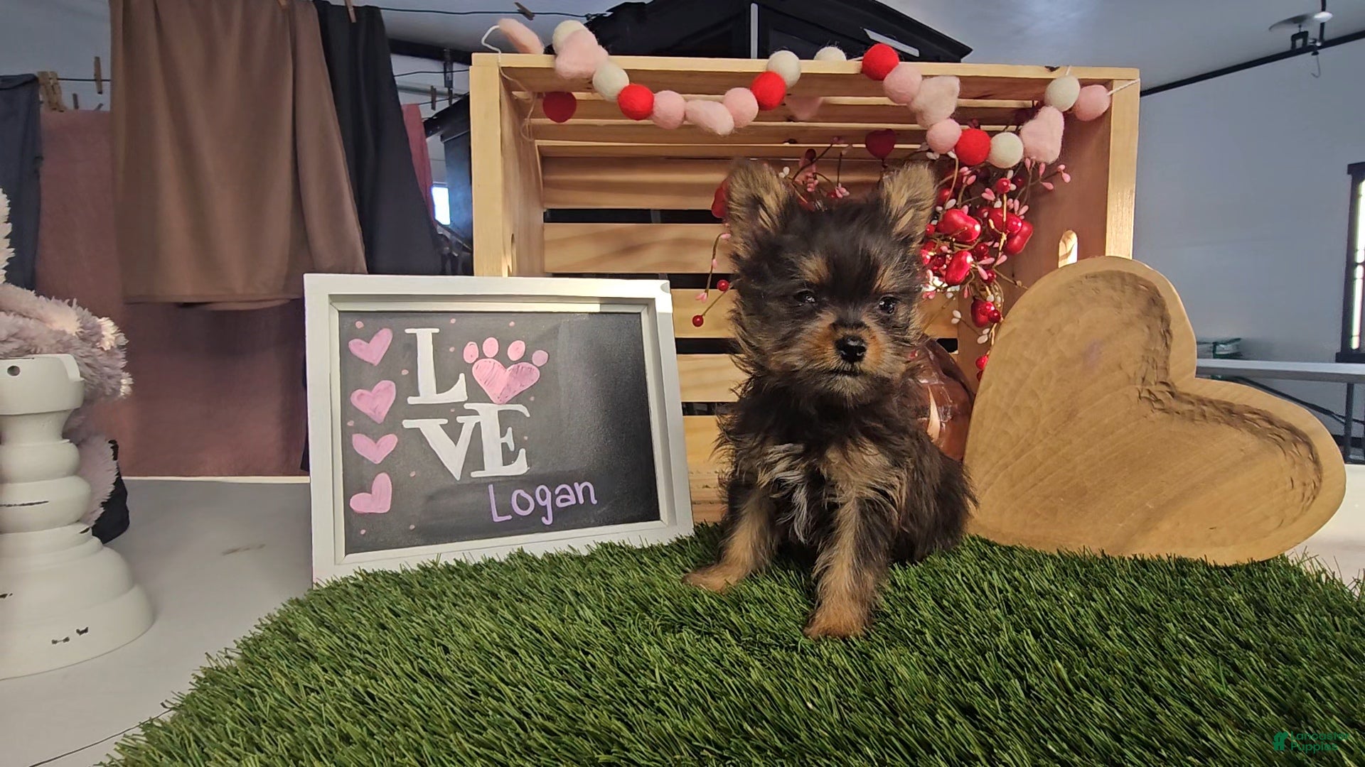 Mixed Breed dogs Logan - Ad 2