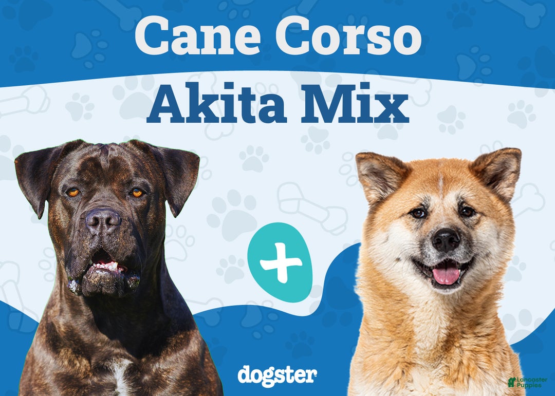 Mixed Breed dogs for sale: Mixed Breed Puppy 1 - Ad 4