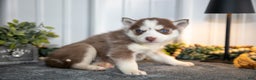 Siberian Husky dogs for sale: Thalia - Ad 2