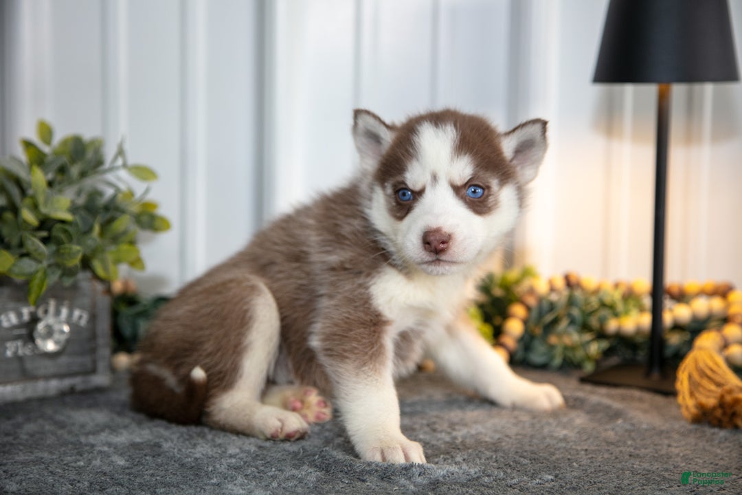 Siberian Husky dogs for sale: Thalia - Ad 2
