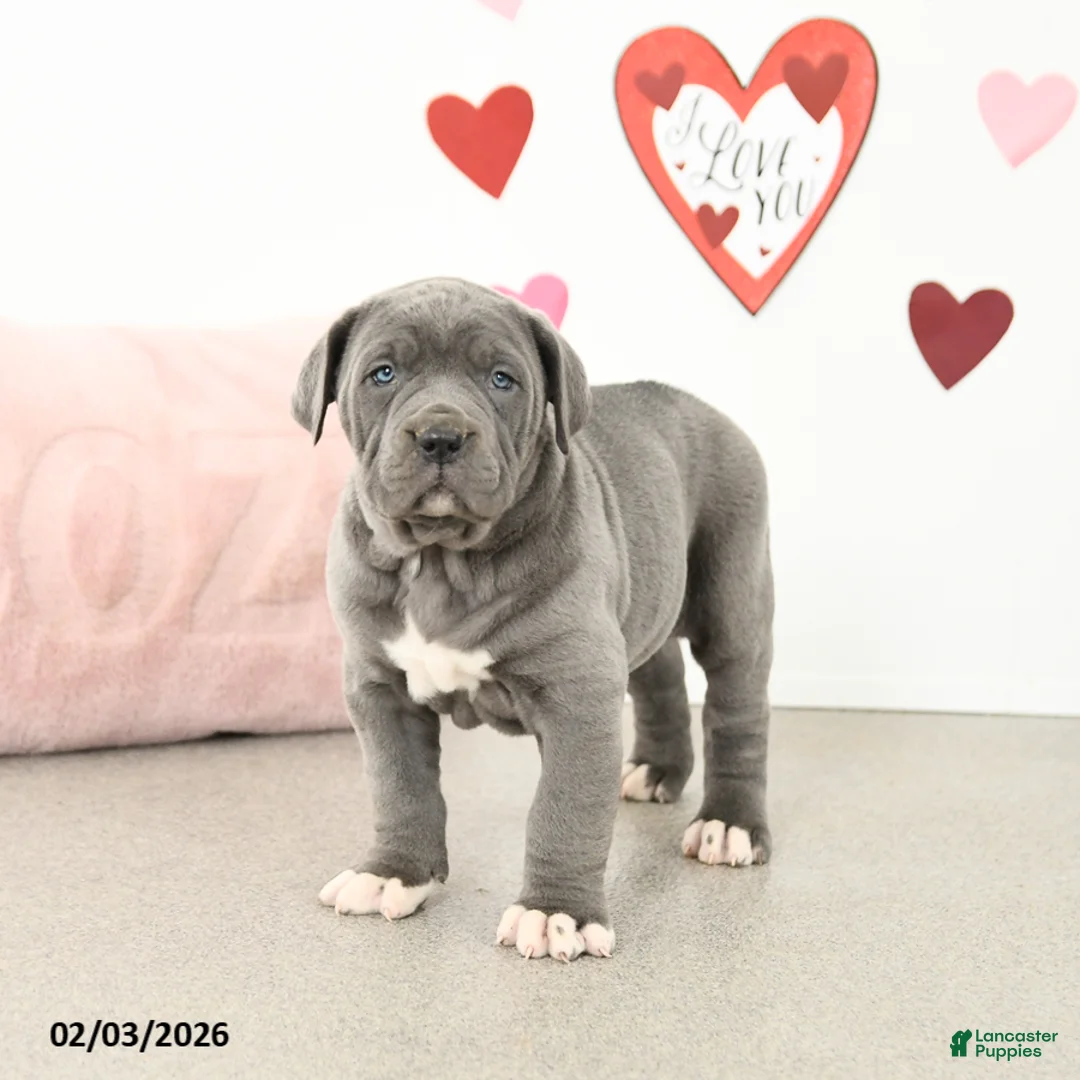 Cane Corso dogs for sale: Clover - Ad 2