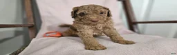 Standard Poodle dogs for sale: Obi Wan - Ad 2