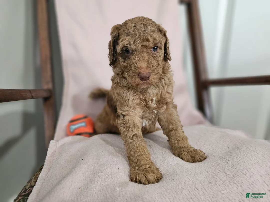 Standard Poodle dogs for sale: Obi Wan - Ad 2