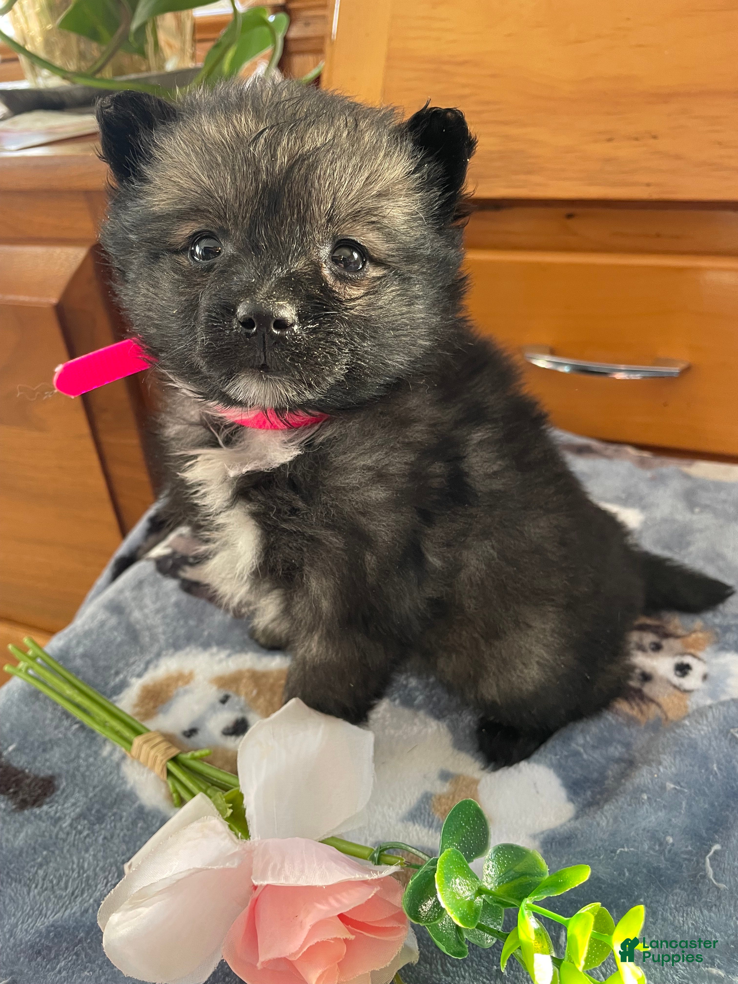 Pomeranian dogs Polly - Ad 41