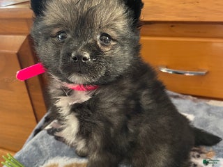 Pomeranian dogs Polly - Ad 41