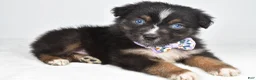 Australian Shepherd dogs for sale: Beverly  - Ad 10