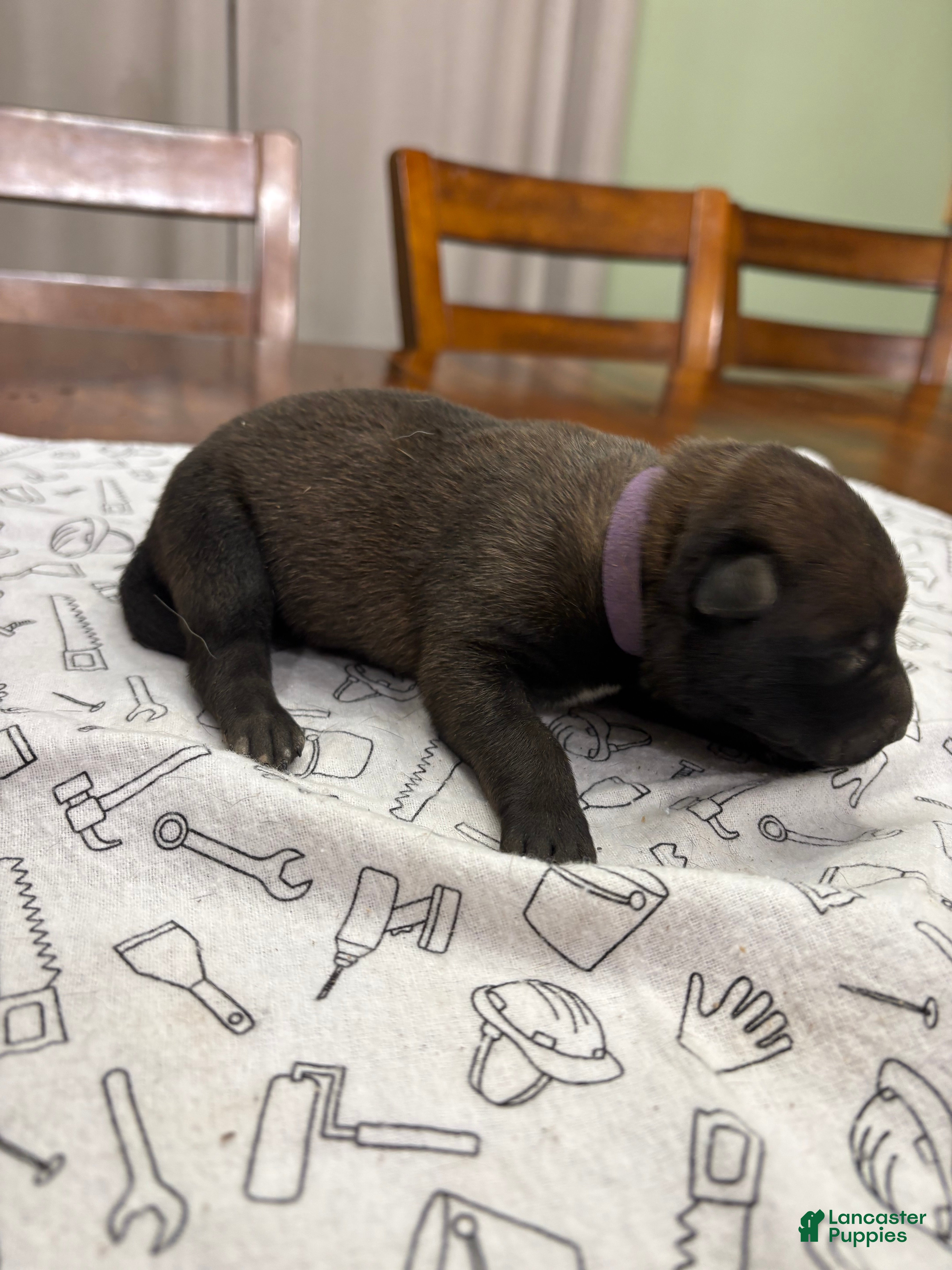 Belgian Malinois dogs for sale: Maple (purple) - Ad 25