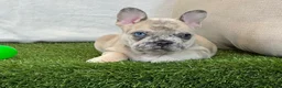 French Bulldog dogs for sale: Duke - Ad 7