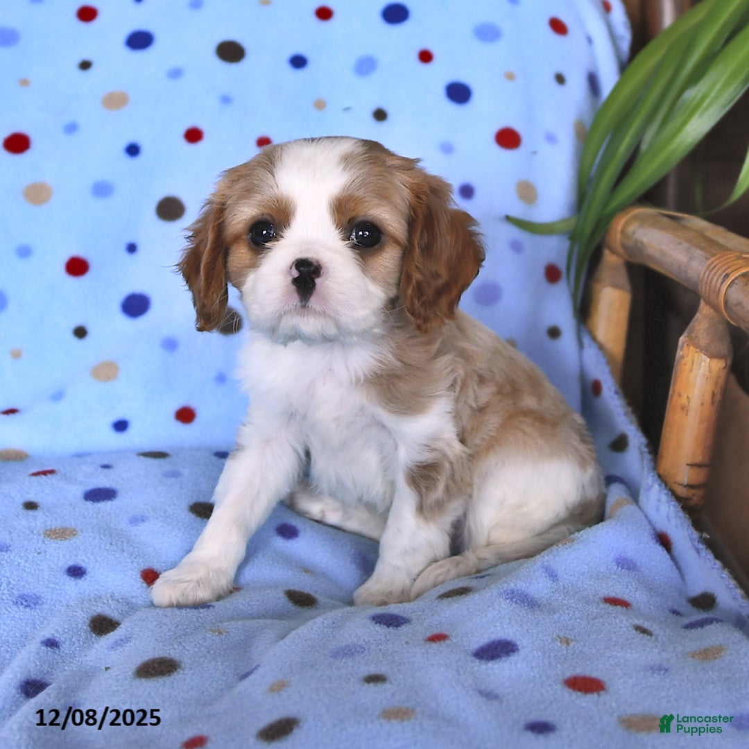 Cavalier King Charles Spaniel dogs for sale: Rover - Ad 2