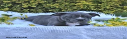 Frenchton dogs for sale: Rufus - Ad 15