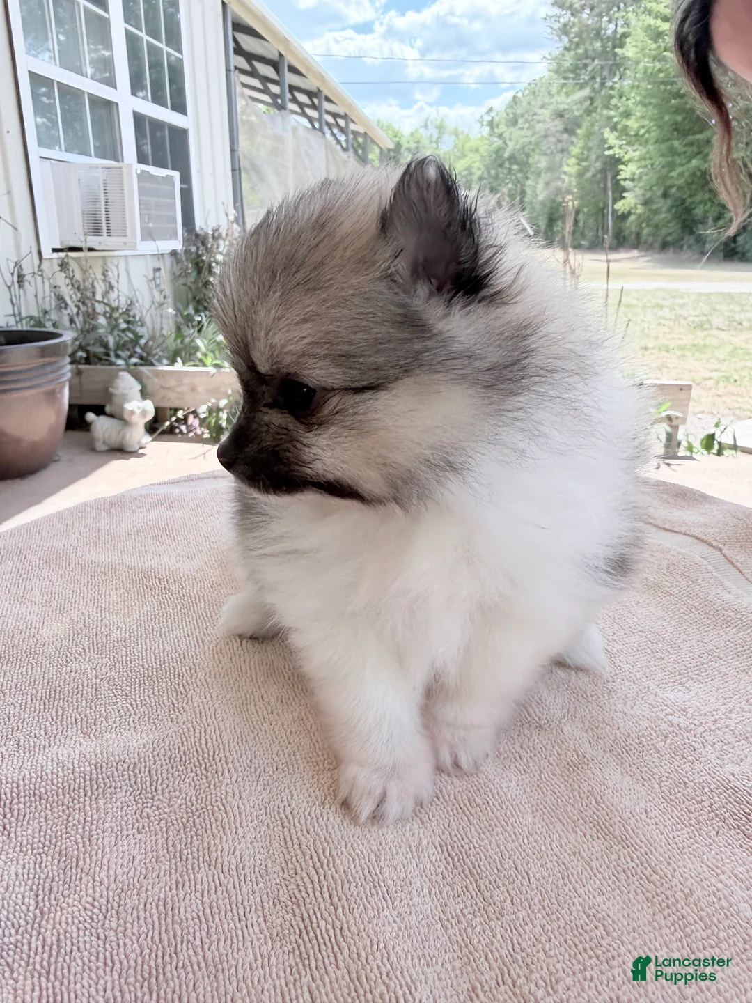 Pomeranian dogs for sale: Mezi - Ad 1