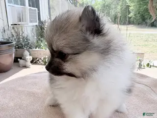 Pomeranian dogs for sale: Mezi - Ad 1