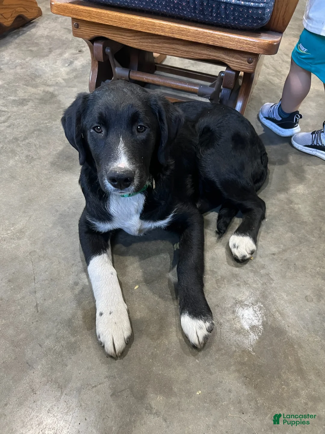 Border Collie dogs for sale: Ice - Ad 2