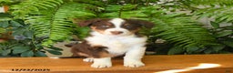 Australian Shepherd dogs for sale: Angus - Ad 4