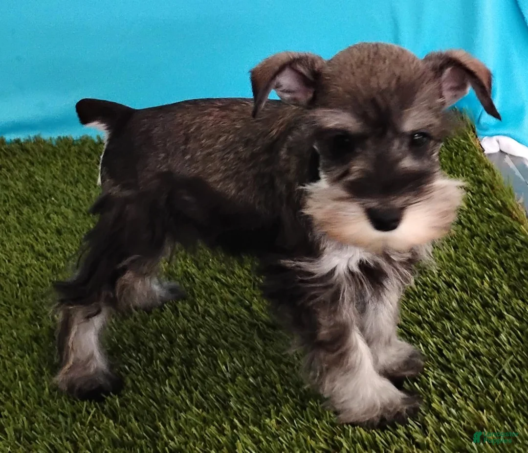 Miniature Schnauzer dogs for sale: Poochie - Ad 3