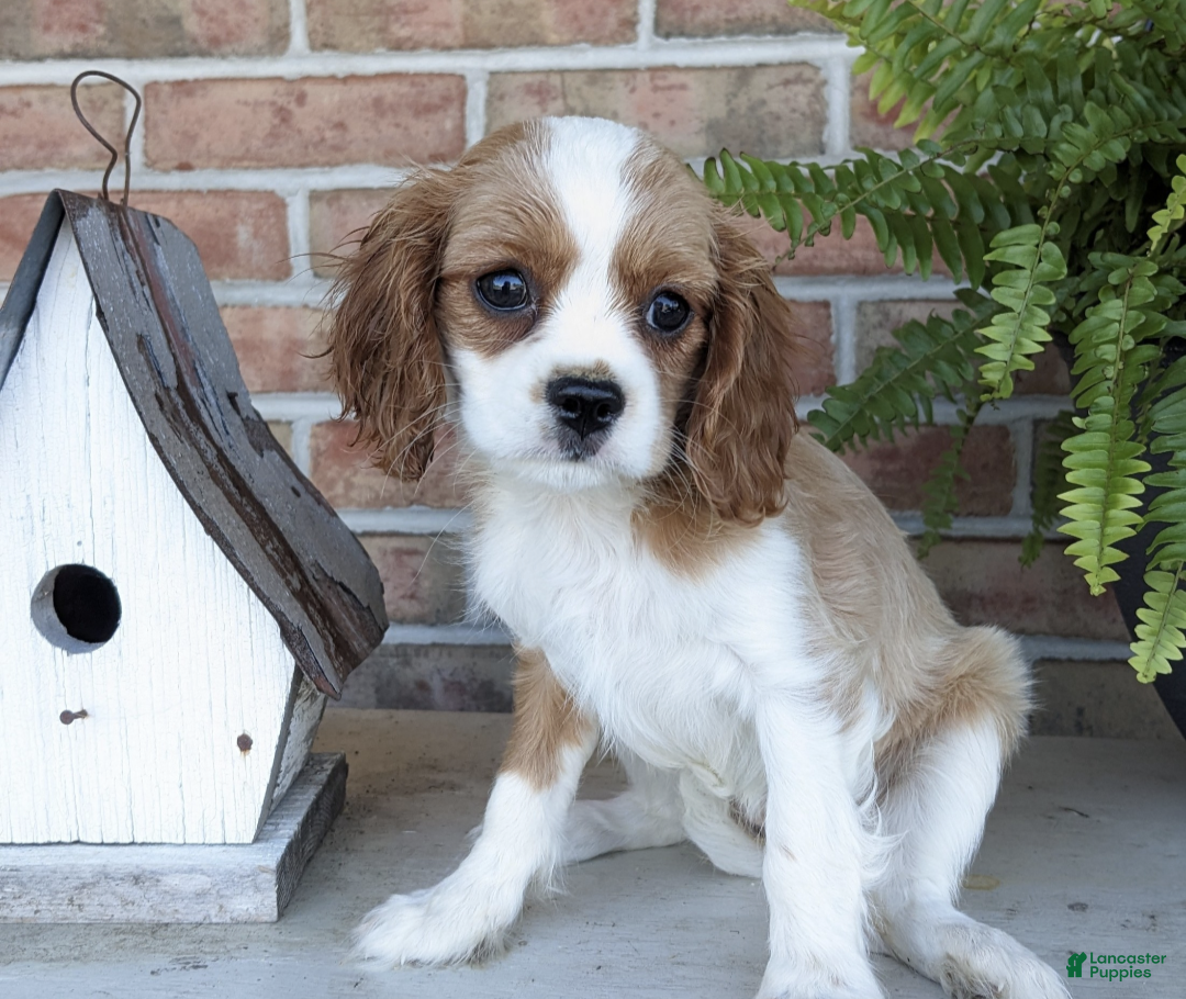 Cavalier King Charles Spaniel dogs Pumpkin - Ad 1